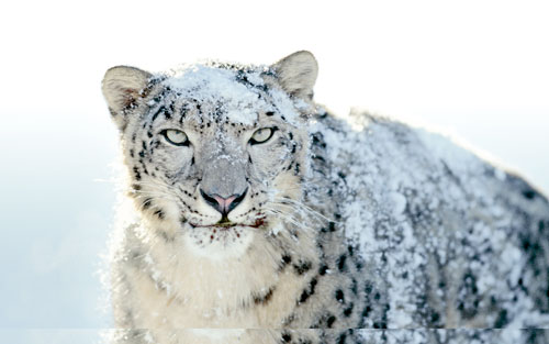marco creativo - snow leopard wallpapers fondos de escritorio